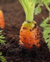 Carrots in organic garden. Farm holidays Greece.