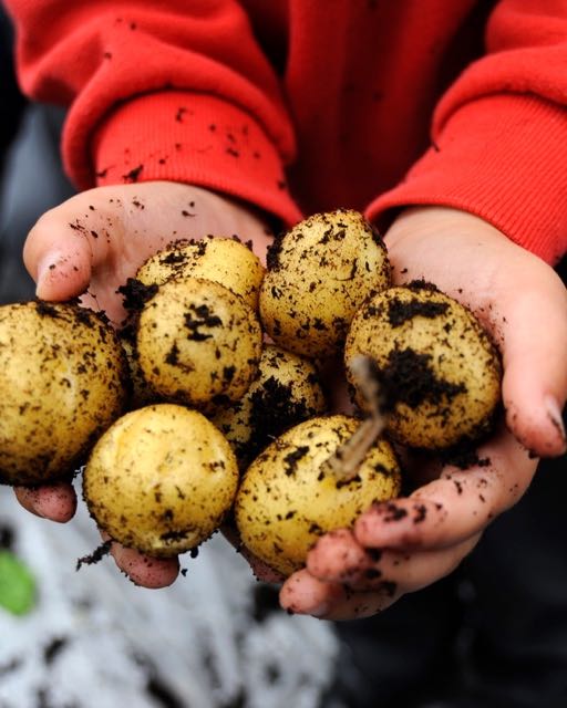 Child holds some freshly dug up potatoes.