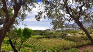 Image showing the view over The Good Life Greece vineyard where visitors can spend their holidays picking grapes.