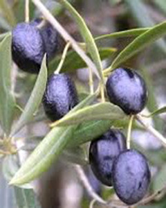 Image of five black olives.