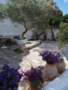 Picture of beautiful garden with olive trees.